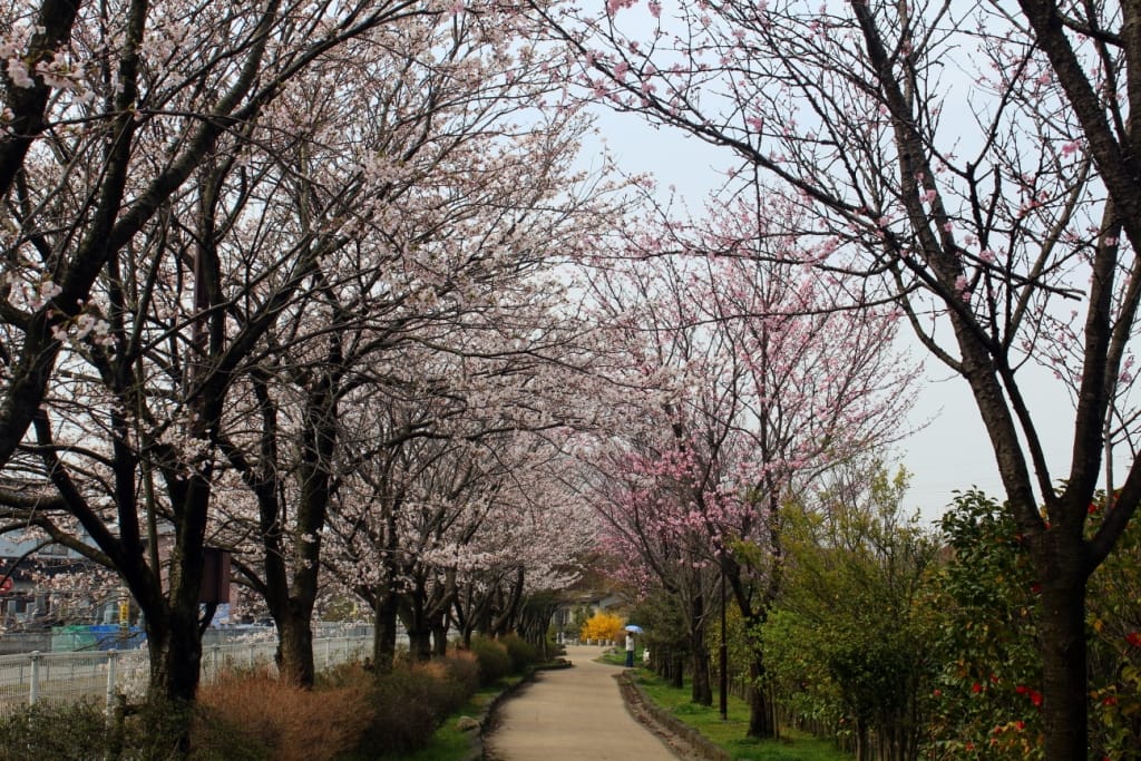 野々市市の桜並木